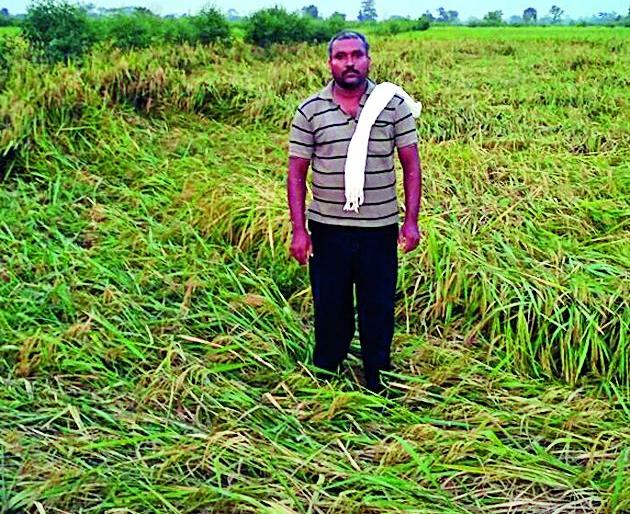 Dhanpik hit the Mahagaon Revenue Board | महागाव महसूल मंडळात धानपिकांना फटका