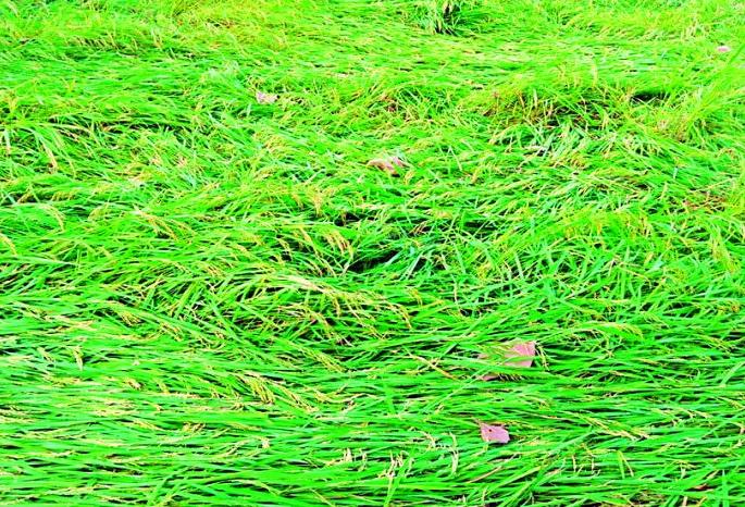 Loss of farmers in Tumsar, Mohadi, Pawani | तुमसर, मोहाडी, पवनीत शेतकऱ्यांचे नुकसान Loss of farmers in Tumsar, Mohadi, Pawani | तुमसर, मोहाडी, पवनीत शेतकऱ्यांचे नुकसान