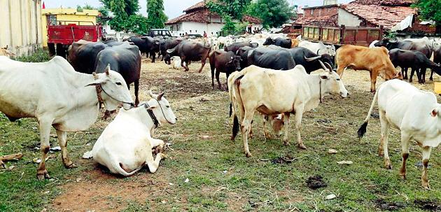 Cows placed oxen on the eve of the hood | पोळ्याच्या पूर्वसंध्येला गाय-बैलांना ठेवले कैदेत Cows placed oxen on the eve of the hood | पोळ्याच्या पूर्वसंध्येला गाय-बैलांना ठेवले कैदेत