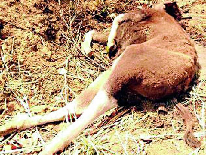 Death of four warriors with electric shocks | विजेच्या धक्क्याने चार रानगव्यांचा मृत्यू Death of four warriors with electric shocks | विजेच्या धक्क्याने चार रानगव्यांचा मृत्यू