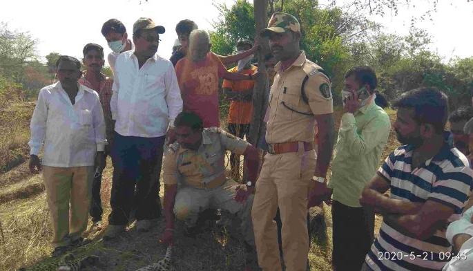 A female dies in a fight between two leopards at Waghere | वाघेरेला दोन बिबट्यांच्या झुंजीत मादीचा मृत्यू A female dies in a fight between two leopards at Waghere | वाघेरेला दोन बिबट्यांच्या झुंजीत मादीचा मृत्यू