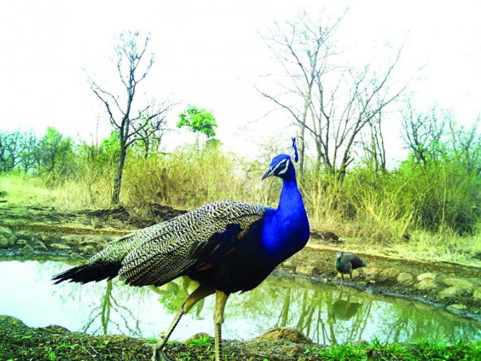 World Biodiversity Day: Helping to control forest fires | World Biodiversity Day : ज्ञानगंगा अभयारण्यात आगीच्या घटना नियंत्रणात येण्यास मदत World Biodiversity Day: Helping to control forest fires | World Biodiversity Day : ज्ञानगंगा अभयारण्यात आगीच्या घटना नियंत्रणात येण्यास मदत