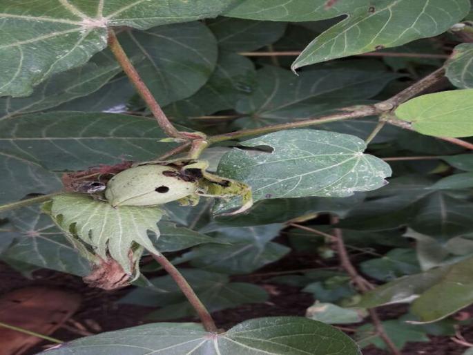 Hybrid cotton due to bollworm | बोंडअळीमुळे संकरीत कापूस संकटात