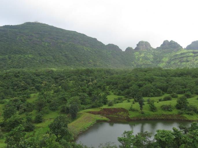 Natalie Borgad's biodiversity during lockdown ... | लॉकडाउन काळात नटली बोरगडची जैवविविधता... Natalie Borgad's biodiversity during lockdown ... | लॉकडाउन काळात नटली बोरगडची जैवविविधता...