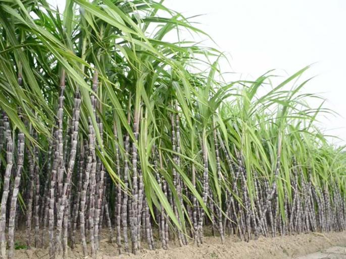 Increase in sugarcane cultivation followed by onion in Brahmangavi | ब्राह्मणगावी कांद्यापाठोपाठ ऊस लागवडीत वाढ Increase in sugarcane cultivation followed by onion in Brahmangavi | ब्राह्मणगावी कांद्यापाठोपाठ ऊस लागवडीत वाढ