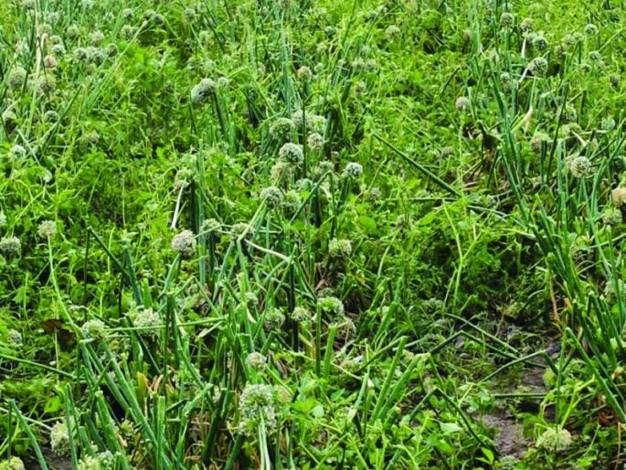Buldhana : Onion seed growers hit by unseasonal rain again | कांदा बीजोत्पादकांच्या मानगुटीवर पुन्हा ‘अवकाळी’! Buldhana : Onion seed growers hit by unseasonal rain again | कांदा बीजोत्पादकांच्या मानगुटीवर पुन्हा ‘अवकाळी’!