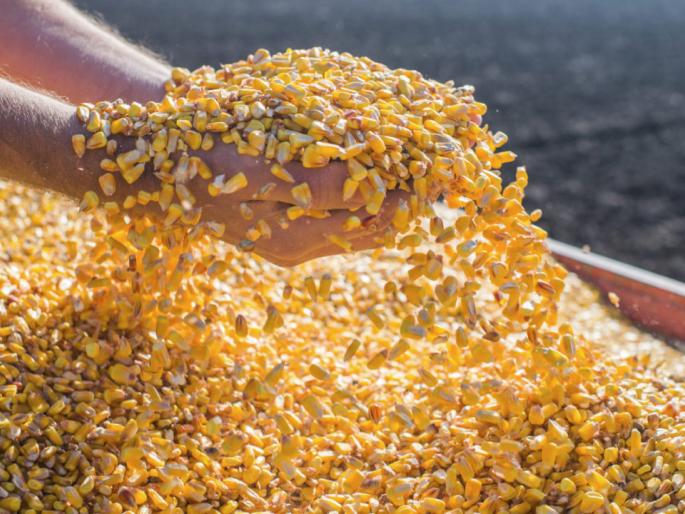 Launch of Government Maize, Bajra Shopping Center at Angangaon | अंगणगाव येथे शासकीय मका, बाजरी खरेदी केंद्राचा शुभारंभ Launch of Government Maize, Bajra Shopping Center at Angangaon | अंगणगाव येथे शासकीय मका, बाजरी खरेदी केंद्राचा शुभारंभ