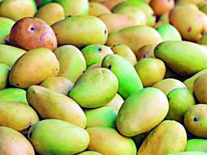 Due to lack of mangoes, the taste becomes expensive | आंब्याची आवक घटल्याने चव महागली Due to lack of mangoes, the taste becomes expensive | आंब्याची आवक घटल्याने चव महागली