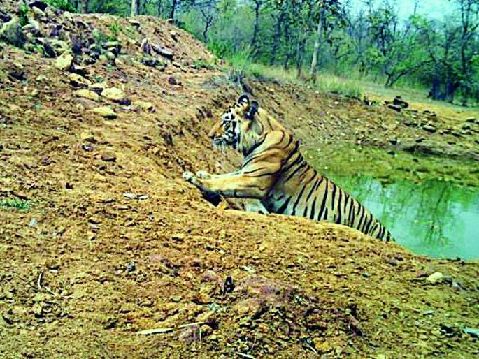 Tiger resides in Shivani forest | शिवणी जंगलात वाघाचे वास्तव्य Tiger resides in Shivani forest | शिवणी जंगलात वाघाचे वास्तव्य