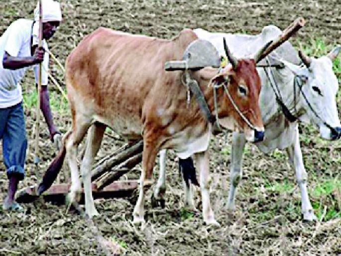 The nature of nature is notable in the farmers | निसर्गाच्या अवकृपेने शेतकरी हतबल The nature of nature is notable in the farmers | निसर्गाच्या अवकृपेने शेतकरी हतबल