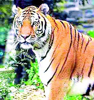 The journey of education in the horizons of the tiger | वाघाच्या दहशतीत शिक्षणाचा प्रवास The journey of education in the horizons of the tiger | वाघाच्या दहशतीत शिक्षणाचा प्रवास