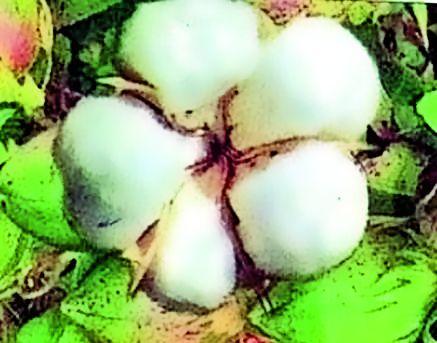 Form filling up with bollded farmers | बोंडअळीग्रस्त शेतकऱ्यांकडून भरून घेणार प्रपत्र Form filling up with bollded farmers | बोंडअळीग्रस्त शेतकऱ्यांकडून भरून घेणार प्रपत्र