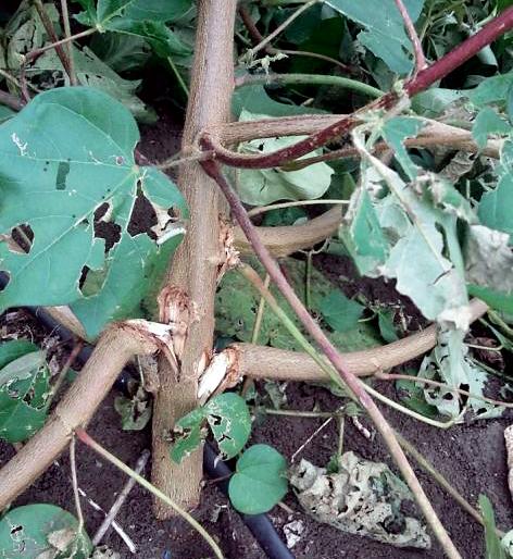 Cotton damage due to rainstorms | वादळी पावसामुळे कापसाचे नुकसान