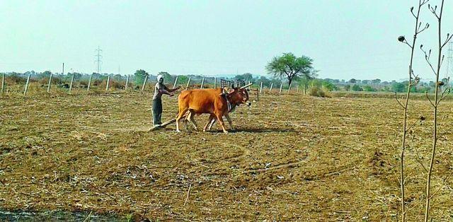 The pace of the pre-harvesting season | हंगामपूर्व मशागतीला वेग The pace of the pre-harvesting season | हंगामपूर्व मशागतीला वेग