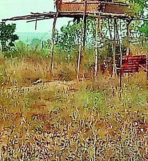 Farm losses from wild animals | वन्य प्राण्यांपासून शेतीचे नुकसान Farm losses from wild animals | वन्य प्राण्यांपासून शेतीचे नुकसान