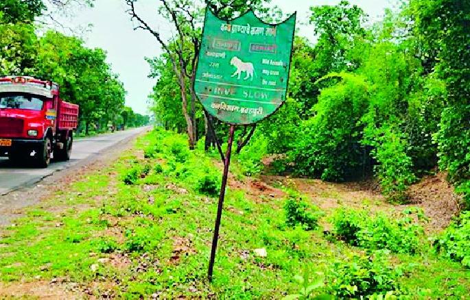... then the suffocating breath of the tiger in Tadoba! | ...तर ताडोबातील वाघाचा गुदमरेल श्वास ! ... then the suffocating breath of the tiger in Tadoba! | ...तर ताडोबातील वाघाचा गुदमरेल श्वास !