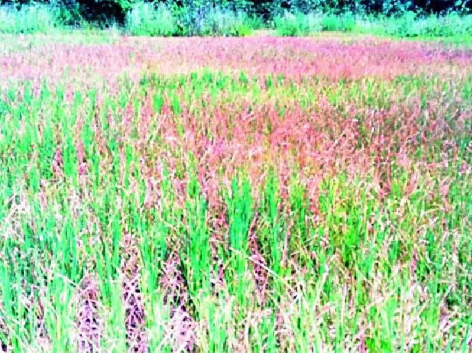 Thousands of hectare farming without water | हजारो हेक्टर शेती पाण्याविना Thousands of hectare farming without water | हजारो हेक्टर शेती पाण्याविना