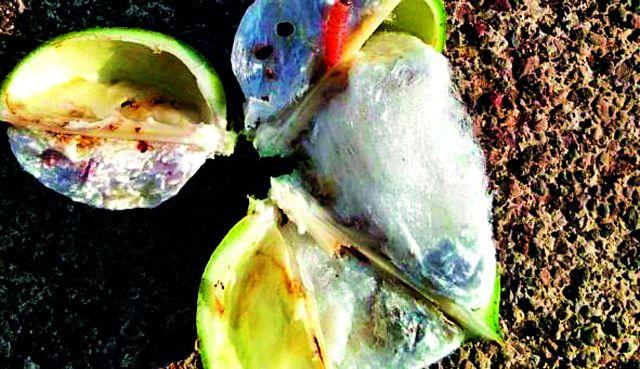 Due to premature rain, cotton crop is bad | अकाली पावसामुळे कापूस झाडावरच खराब