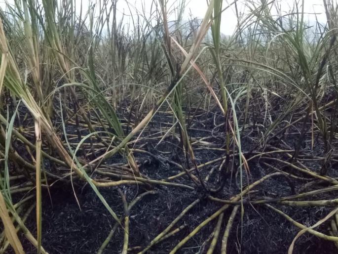 MSEDCL is responsible for the burning of sugarcane | ऊसशेती जळीत घटनेस महावितरण कंपनी जबाबदार MSEDCL is responsible for the burning of sugarcane | ऊसशेती जळीत घटनेस महावितरण कंपनी जबाबदार