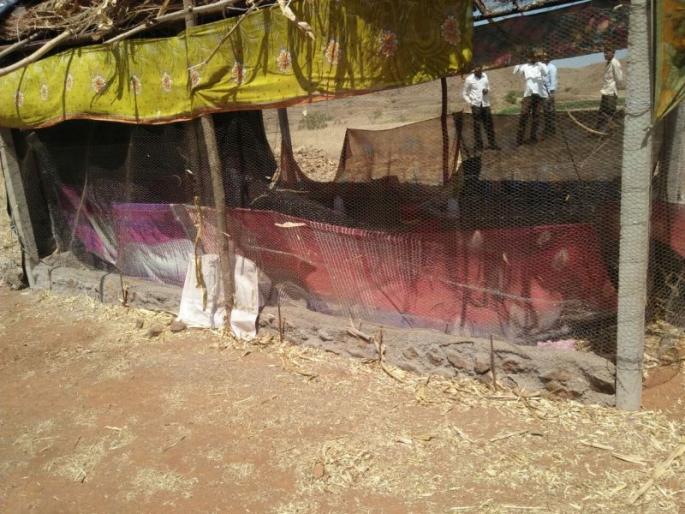 500 cottons knives | खुडाणे परिसरात बिबट्याच्या हल्यात ५०० कोंबड्यांच्या पिल्लांचा फडशा 500 cottons knives | खुडाणे परिसरात बिबट्याच्या हल्यात ५०० कोंबड्यांच्या पिल्लांचा फडशा