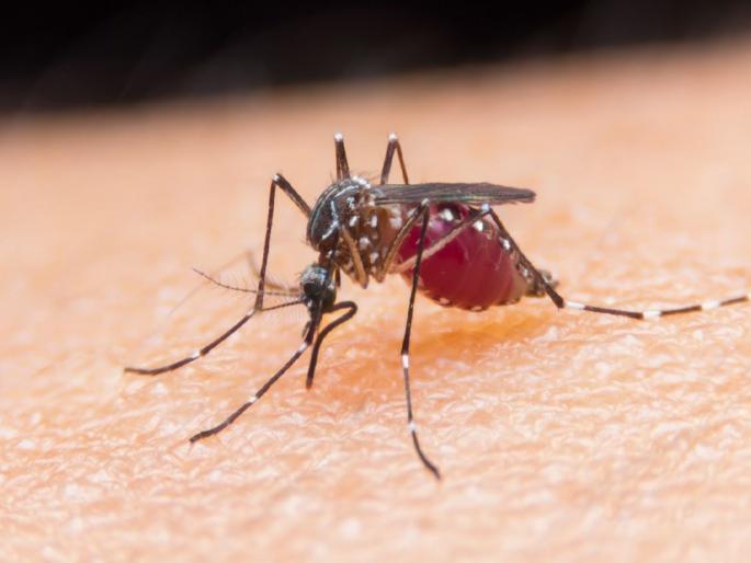 21 people died by malaria; 13 deaths in Gadchiroli, 4 deaths each in Gondia, Chandrapur | धोका वाढला, हिवतापामुळे गेले २१ जीव; गडचिरोलीत १३, गोंदिया, चंद्रपूरमध्ये प्रत्येकी ४ मृत्यू 21 people died by malaria; 13 deaths in Gadchiroli, 4 deaths each in Gondia, Chandrapur | धोका वाढला, हिवतापामुळे गेले २१ जीव; गडचिरोलीत १३, गोंदिया, चंद्रपूरमध्ये प्रत्येकी ४ मृत्यू