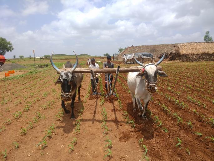 Deshamane rains in the area | देशमाने परिसरात पावसाची ओढ Deshamane rains in the area | देशमाने परिसरात पावसाची ओढ
