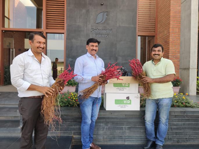 World Class Vineyard Ara-1 Launched in India | जागतिक दर्जाचे द्राक्षवाण आरा-३२ भारतात दाखल World Class Vineyard Ara-1 Launched in India | जागतिक दर्जाचे द्राक्षवाण आरा-३२ भारतात दाखल