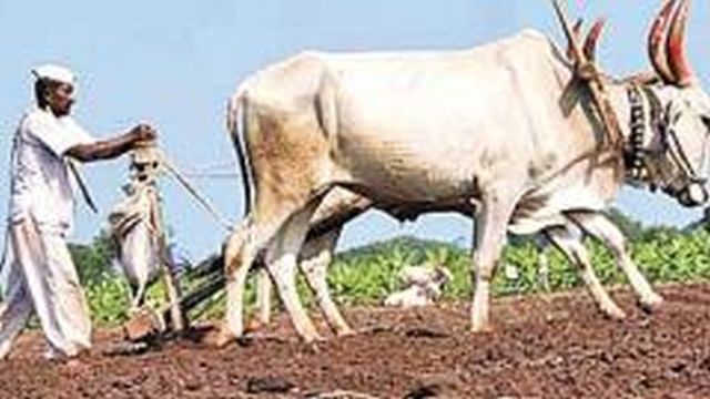 In Dindori taluka sowing is in full swing | दिंडोरी तालुक्यात पेरण्यांची लगीनघाई सुरू