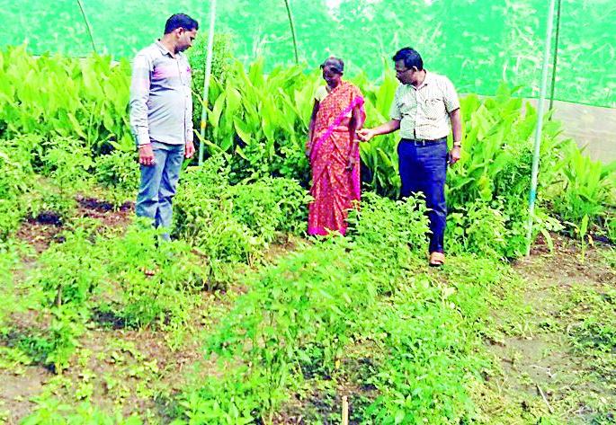 Flatwood farm by Shandenet | शेडनेटद्वारे फुलविली शेती Flatwood farm by Shandenet | शेडनेटद्वारे फुलविली शेती