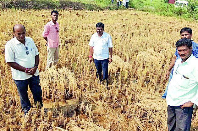 Paddy in danger due to rain and diseases | परतीचा पाऊस व रोगांमुळे धानपीक धोक्यात Paddy in danger due to rain and diseases | परतीचा पाऊस व रोगांमुळे धानपीक धोक्यात