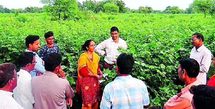 Bond Management Management Lessons | बोंडअळी व्यवस्थापनाचे धडे Bond Management Management Lessons | बोंडअळी व्यवस्थापनाचे धडे