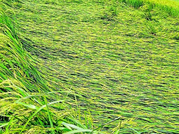 Heavy rains hit crops | वादळी पावसाचा पिकांना फटका Heavy rains hit crops | वादळी पावसाचा पिकांना फटका