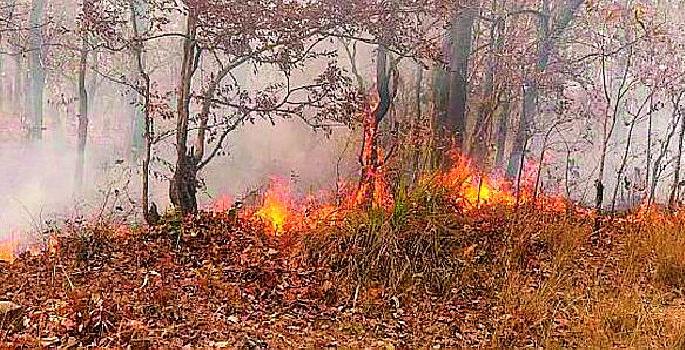 Biodiversity of Hiravali Gadchiroli by human intervention | मानवी हस्तक्षेपाने हिरावली गडचिरोलीची जैवविविधता