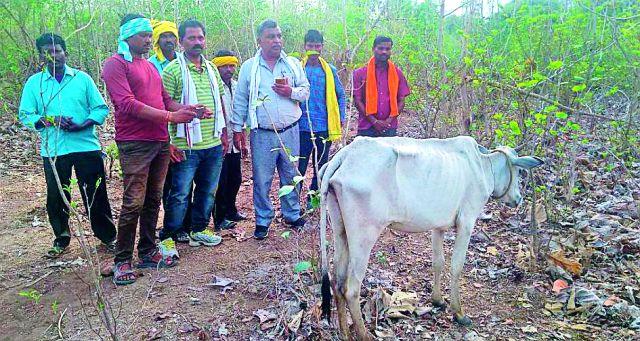 Cows trapped in a trapped trap | शिकारीसाठी लावलेल्या फासात अडकली गाय Cows trapped in a trapped trap | शिकारीसाठी लावलेल्या फासात अडकली गाय