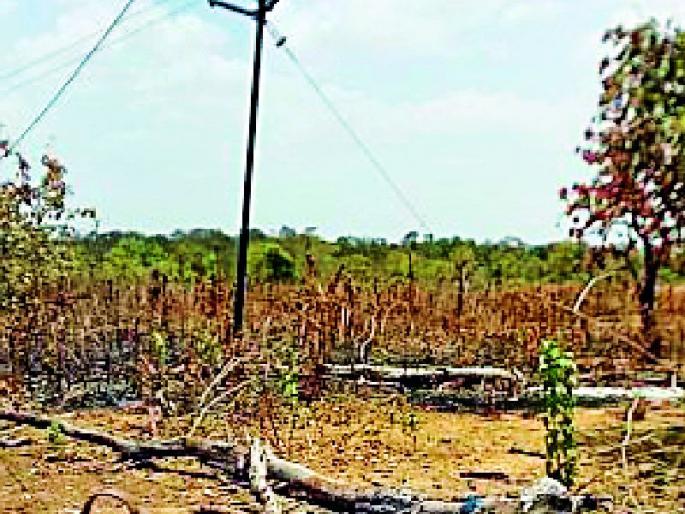 Two thousand kilometers of petrol to break tree branches | झाडांच्या फांद्या तोडण्यासाठी दोन हजार किमीची पेट्रोलिंग