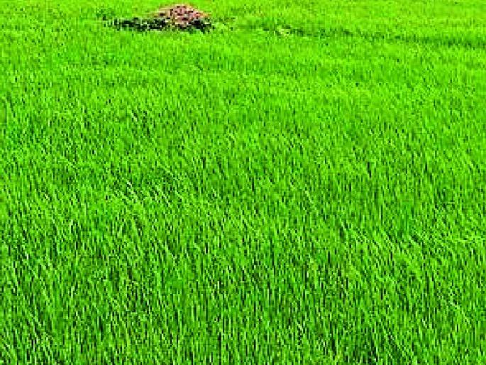 The rain fed thirsty crops | तहानलेल्या पिकांना पावसाने केले तृप्त The rain fed thirsty crops | तहानलेल्या पिकांना पावसाने केले तृप्त