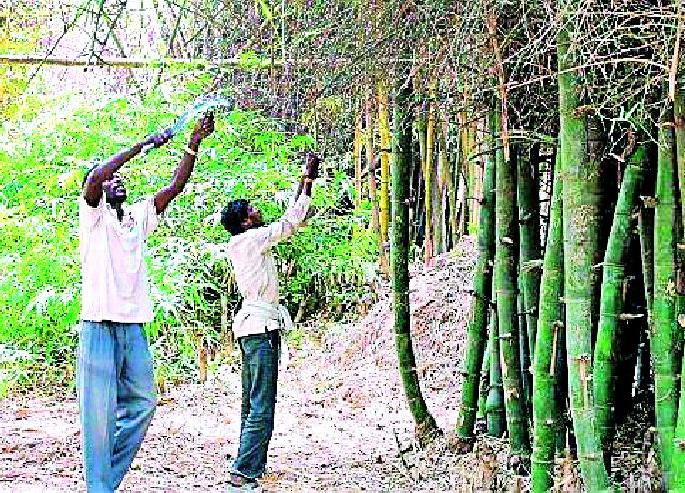 Bamboo harvesting in 335 cells | ३३५ कक्षांमध्ये बांबू कटाई होणार Bamboo harvesting in 335 cells | ३३५ कक्षांमध्ये बांबू कटाई होणार