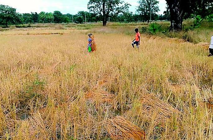 Punchnames after paddy construction in the district; Will it really help, brother? | जिल्ह्यात धान बांधणीनंतर पंचनामे; खरच मदत मिळणार का रे भाऊ? Punchnames after paddy construction in the district; Will it really help, brother? | जिल्ह्यात धान बांधणीनंतर पंचनामे; खरच मदत मिळणार का रे भाऊ?