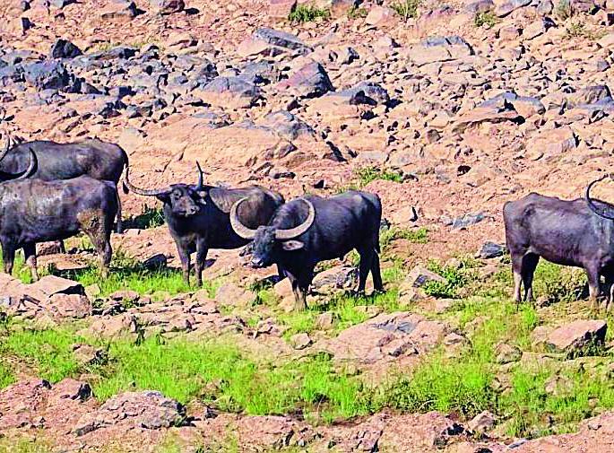 Rani Ramshi found in wildlife census | वन्यजीव प्रगणनेत आढळल्या दुर्मीळ रानम्हशी Rani Ramshi found in wildlife census | वन्यजीव प्रगणनेत आढळल्या दुर्मीळ रानम्हशी