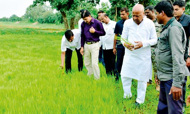 Do not increase the percentage of the rumor | रोवणीची टक्केवारी वाढवून सांगू नये Do not increase the percentage of the rumor | रोवणीची टक्केवारी वाढवून सांगू नये