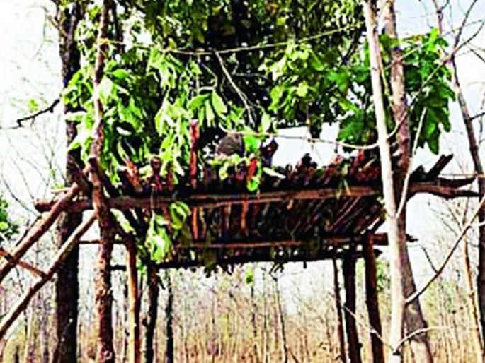 21 Cultures from Machan | २१ मचाणांवरुन झाली प्राणीगणना 21 Cultures from Machan | २१ मचाणांवरुन झाली प्राणीगणना