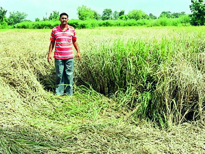 Farmer Sickness with Routine Diseases | धानावरील रोगांनी शेतकरी बेजार Farmer Sickness with Routine Diseases | धानावरील रोगांनी शेतकरी बेजार