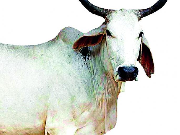 Lessons to the conservation of animals in the district | जिल्ह्यातील पशूंच्या संवर्धनाकडे पाठ Lessons to the conservation of animals in the district | जिल्ह्यातील पशूंच्या संवर्धनाकडे पाठ