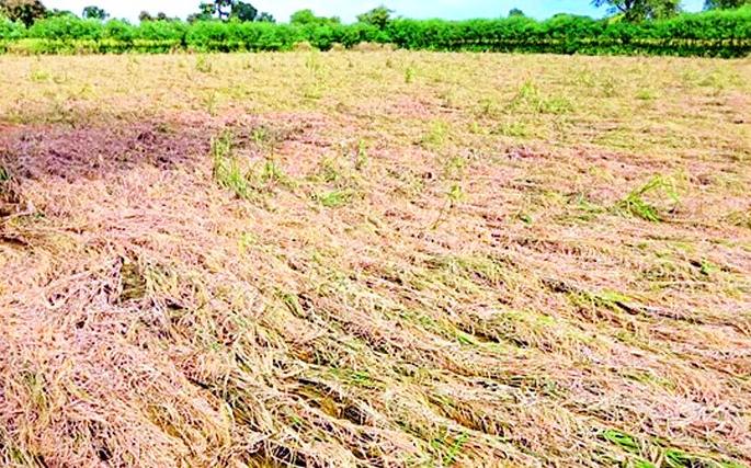 Return rains damage crops in 1400 hectares | परतीच्या पावसाने १४०० हेक्टरमधील पिकांचे नुकसान Return rains damage crops in 1400 hectares | परतीच्या पावसाने १४०० हेक्टरमधील पिकांचे नुकसान