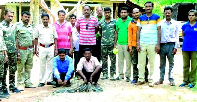 Two accused arrested in Ghorpad hunting | घोरपड शिकारप्रकरणी दोन आरोपींना अटक Two accused arrested in Ghorpad hunting | घोरपड शिकारप्रकरणी दोन आरोपींना अटक
