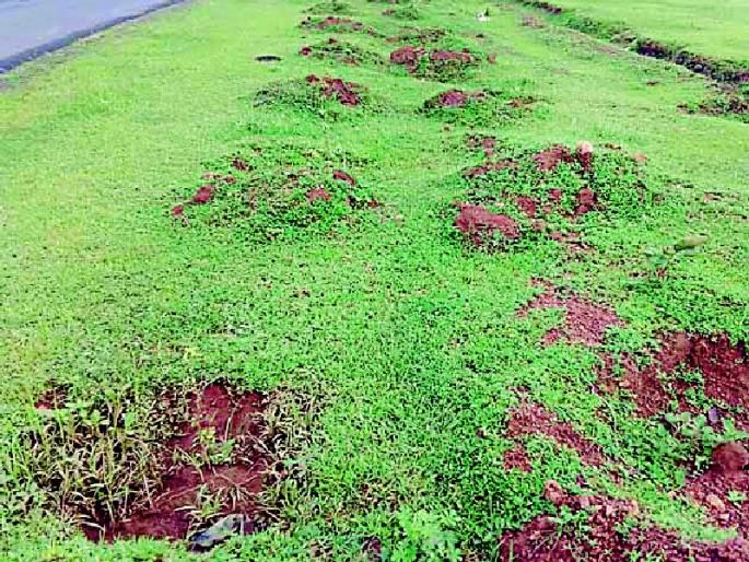 The existence of thousands of plants is in crisis | हजारो रोपट्यांचे अस्तित्व संकटात The existence of thousands of plants is in crisis | हजारो रोपट्यांचे अस्तित्व संकटात