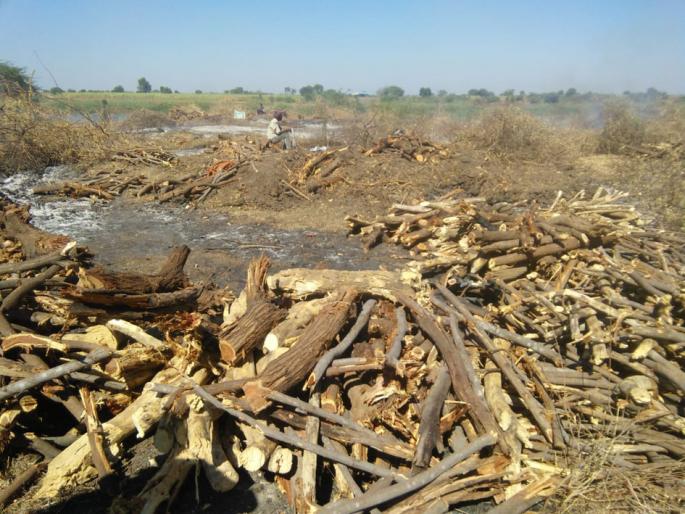 Examine that tree by the Forest Department | ‘त्या’ वृक्षतोडीची वन विभागाकडून पाहणी Examine that tree by the Forest Department | ‘त्या’ वृक्षतोडीची वन विभागाकडून पाहणी