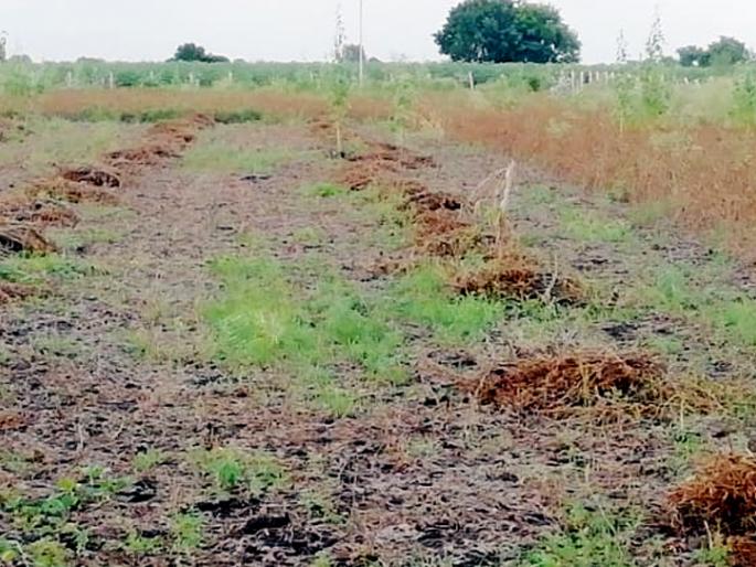 Soybean seeds sprout in return | परतीच्या पावसाने सोयाबीनची दाणादाण Soybean seeds sprout in return | परतीच्या पावसाने सोयाबीनची दाणादाण