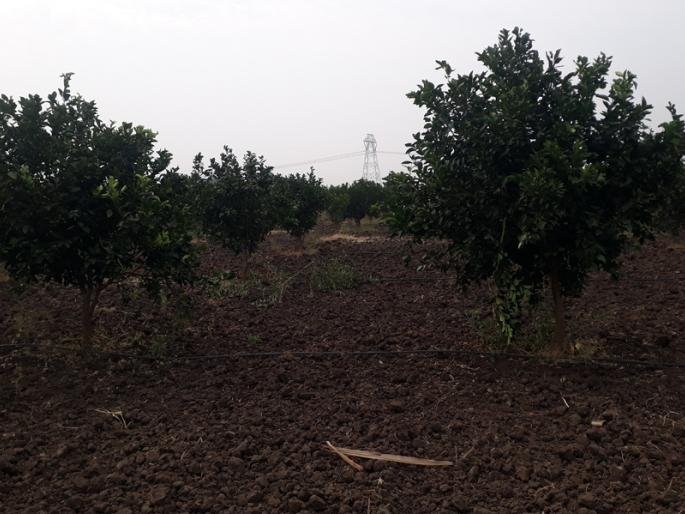Plantation of orchards, agrochemicals department | फळबागा लागवड करा, कृषी विभागाचा तगादा Plantation of orchards, agrochemicals department | फळबागा लागवड करा, कृषी विभागाचा तगादा