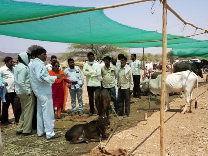 The Tehsildar, the circle officials visited the Kingaon Fodder camp | तहसीलदार, मंडळ अधिकाऱ्यांची किनगाव चारा छावणीला भेट The Tehsildar, the circle officials visited the Kingaon Fodder camp | तहसीलदार, मंडळ अधिकाऱ्यांची किनगाव चारा छावणीला भेट